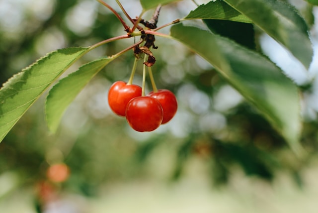 Fresh tart cherries growing naturally on a tree branch